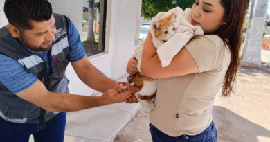 Realizan con éxito jornada de vacunación canina y felina; se realizó en Palacio Municipal