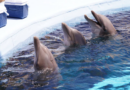 Abre Gobierno de Sonora convocatoria para Delfinoterapias 2026