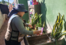 Refuerza Salud Sonora combate al dengue con fumigación de más de 65 mil hectáreas