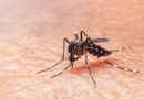 Aumentan casos de dengue en el país; suman 7 muertes